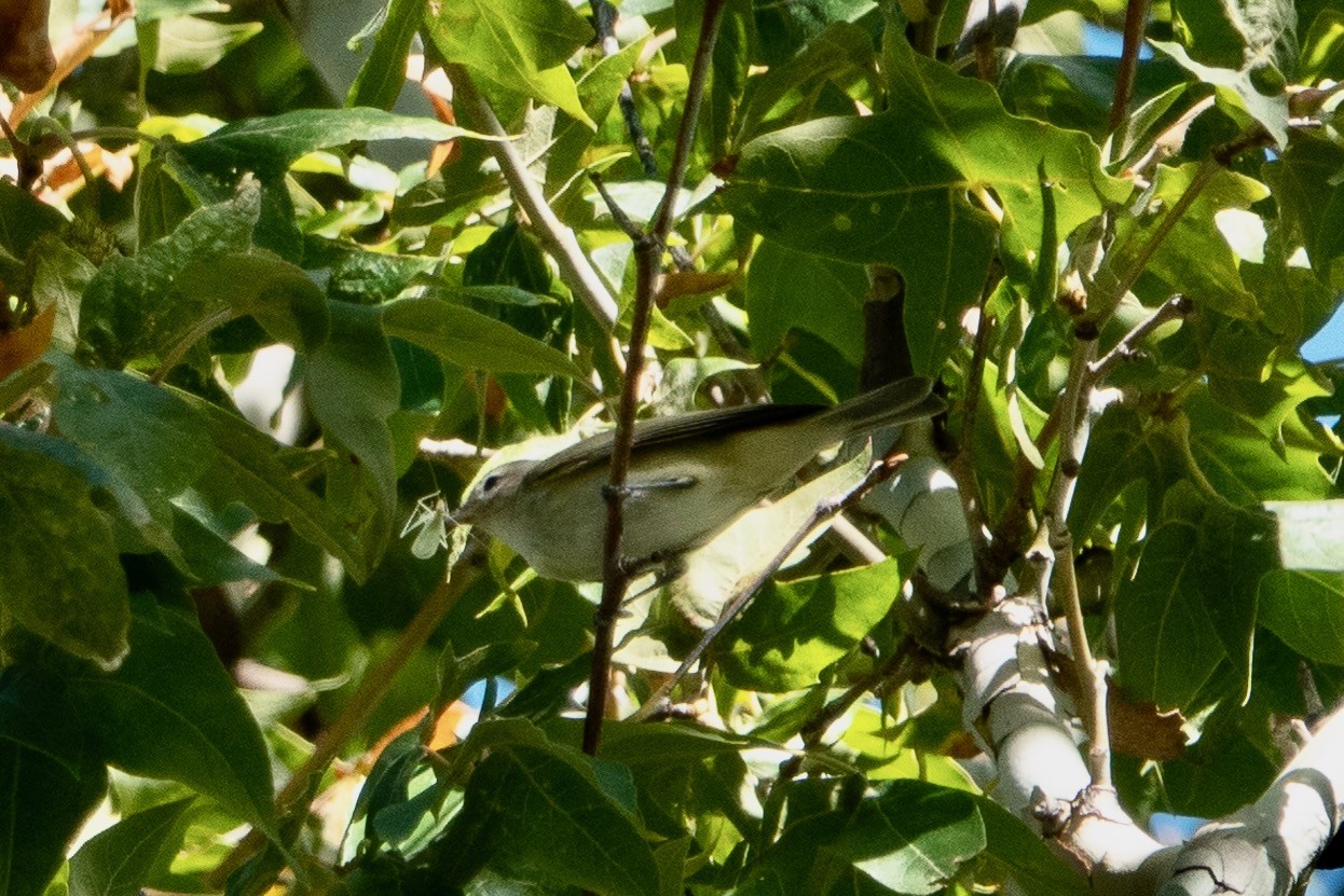 Warbling Vireo Huachuca Canyon Sierra Vista AZ 2018-09-09 by Bettina Arrigoni is licensed under CC BY 2.o